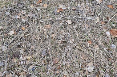 Doğa sonbahar renkli doku arka plan closeup soyut