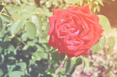 Renkli zemin. Gül çiçek buketi arka plan. Tonda çiçek kompozisyon