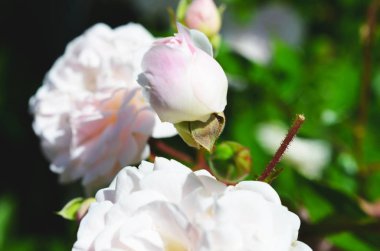 Renkli zemin. Gül çiçek buketi arka plan. Tonda çiçek kompozisyon