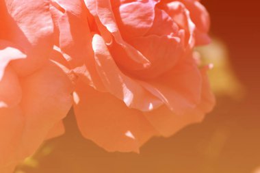 Renkli zemin. Gül çiçek buketi arka plan. Tonda çiçek kompozisyon