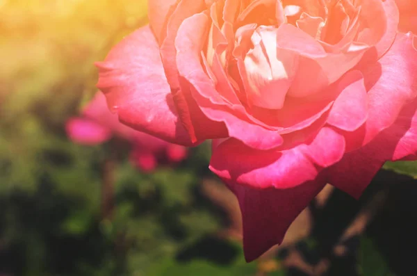 Kleurrijke Achtergrond Roze Bloem Boeket Achtergrond Floral Samenstelling Toned — Stockfoto