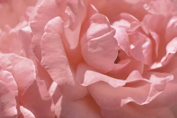 Πολύχρωμο Σκηνικό Τριαντάφυλλο Μπουκέτο Φόντο Floral Σύνθεση Τονισμένα — Φωτογραφία Αρχείου
