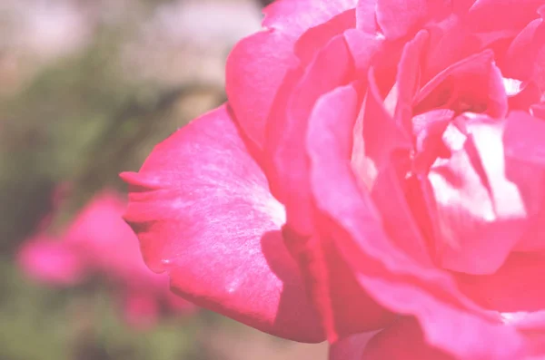 Colorful Backdrop Rose Flower Bouquet Background Floral Composition Toned — Stock Photo, Image