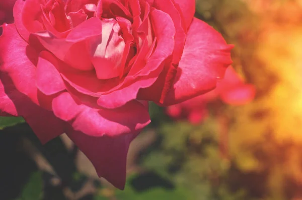 Kleurrijke Achtergrond Roze Bloem Boeket Achtergrond Floral Samenstelling Toned — Stockfoto