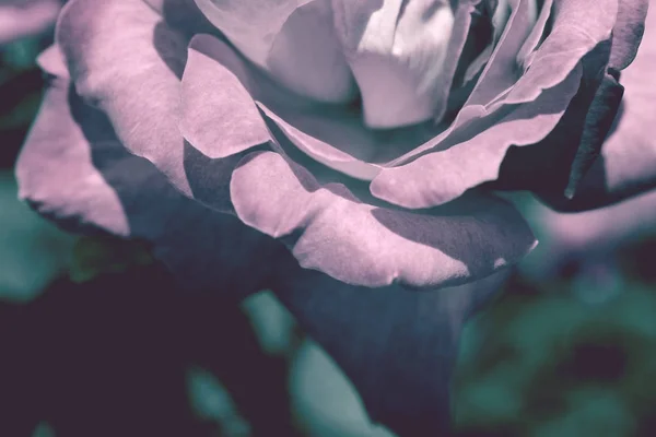 Farbenfrohe Kulisse Rose Blumenstrauß Hintergrund Florale Komposition Abgeschwächt — Stockfoto