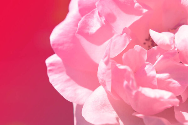 Colorful backdrop. Rose flower bouquet background. Floral composition toned