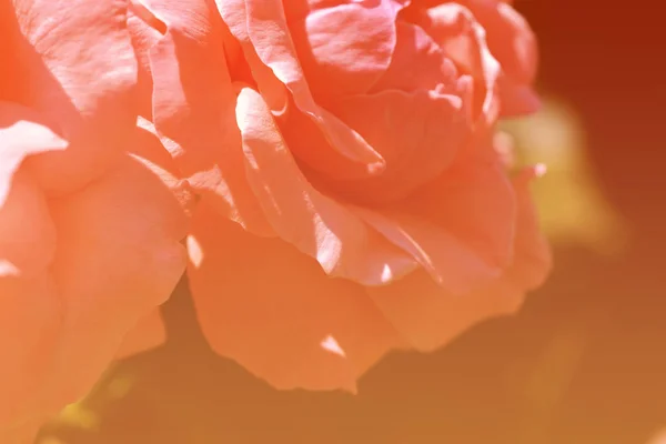 Barevné Pozadí Růže Květ Kytice Pozadí Květinové Kompozice Laděných — Stock fotografie