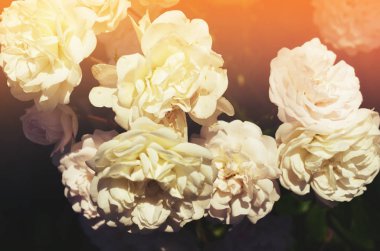 Renkli zemin. Gül çiçek buketi arka plan. Tonda çiçek kompozisyon