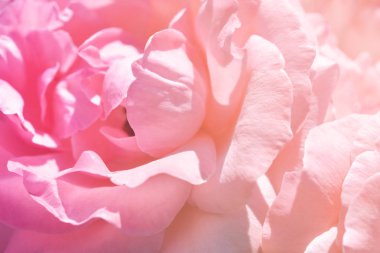 Renkli zemin. Gül çiçek buketi arka plan. Tonda çiçek kompozisyon