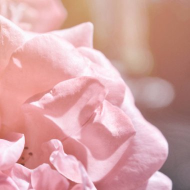 Renkli zemin. Gül çiçek buketi arka plan. Tonda çiçek kompozisyon