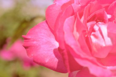 Renkli zemin. Gül çiçek buketi arka plan. Tonda çiçek kompozisyon