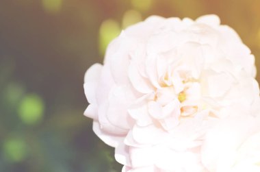 Renkli zemin. Gül çiçek buketi arka plan. Tonda çiçek kompozisyon