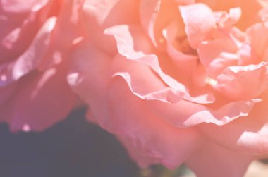 Renkli zemin. Gül çiçek buketi arka plan. Tonda çiçek kompozisyon