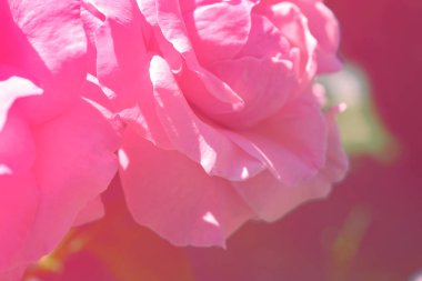 Renkli zemin. Gül çiçek buketi arka plan. Tonda çiçek kompozisyon