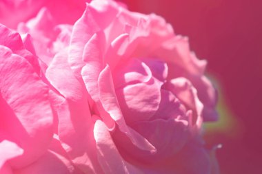 Renkli zemin. Gül çiçek buketi arka plan. Tonda çiçek kompozisyon