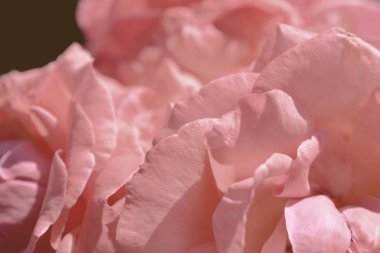 Renkli zemin. Gül çiçek buketi arka plan. Tonda çiçek kompozisyon