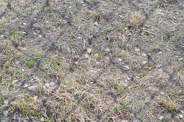 Doğa sonbahar renkli doku arka plan closeup soyut