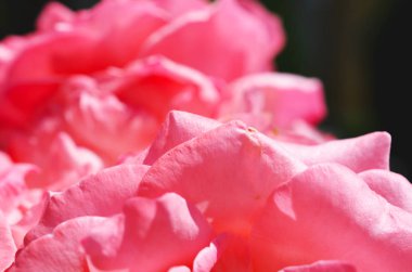 Renkli zemin. Gül çiçek buketi arka plan. Tonda çiçek kompozisyon