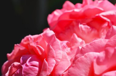 Renkli zemin. Gül çiçek buketi arka plan. Tonda çiçek kompozisyon