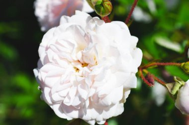 Renkli zemin. Gül çiçek buketi arka plan. Tonda çiçek kompozisyon