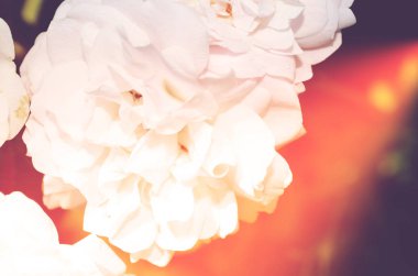 Renkli zemin. Gül çiçek buketi arka plan. Tonda çiçek kompozisyon