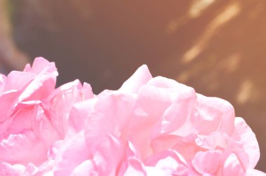 Renkli zemin. Gül çiçek buketi arka plan. Tonda çiçek kompozisyon