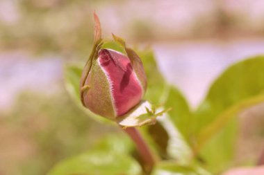 Renkli zemin. Gül çiçek buketi arka plan. Tonda çiçek kompozisyon