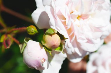 Renkli zemin. Gül çiçek buketi arka plan. Tonda çiçek kompozisyon