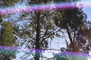 Ağaç çam gökyüzünde bulutlar, tonda ile üst kısımları