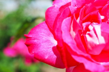 Renkli zemin. Gül çiçek buketi arka plan. Tonda çiçek kompozisyon