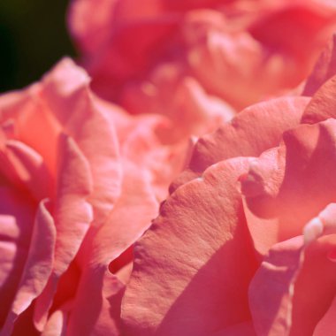 Renkli zemin. Gül çiçek buketi arka plan. Tonda çiçek kompozisyon