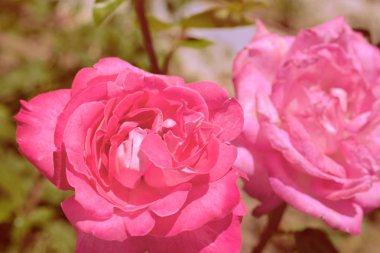 Renkli zemin. Gül çiçek buketi arka plan. Tonda çiçek kompozisyon