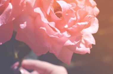 Renkli zemin. Gül çiçek buketi arka plan. Tonda çiçek kompozisyon