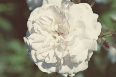 Renkli zemin. Gül çiçek buketi arka plan. Tonda çiçek kompozisyon