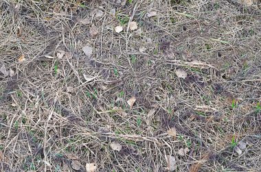 Doğa sonbahar renkli doku arka plan closeup soyut