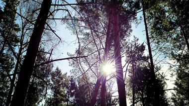 Ağaç çam gökyüzünde bulutlar, tonda ile üst kısımları