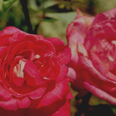 Renkli zemin. Gül çiçek buketi arka plan. Tonda çiçek kompozisyon