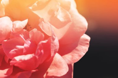 Renkli zemin. Gül çiçek buketi arka plan. Tonda çiçek kompozisyon