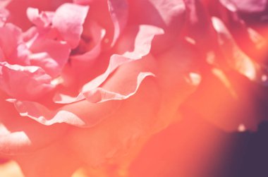 Renkli zemin. Gül çiçek buketi arka plan. Tonda çiçek kompozisyon