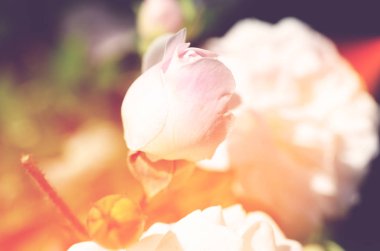 Renkli zemin. Gül çiçek buketi arka plan. Tonda çiçek kompozisyon