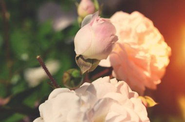 Renkli zemin. Gül çiçek buketi arka plan. Tonda çiçek kompozisyon