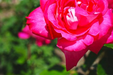 Renkli zemin. Gül çiçek buketi arka plan. Tonda çiçek kompozisyon