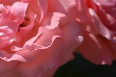 Renkli zemin. Gül çiçek buketi arka plan. Tonda çiçek kompozisyon