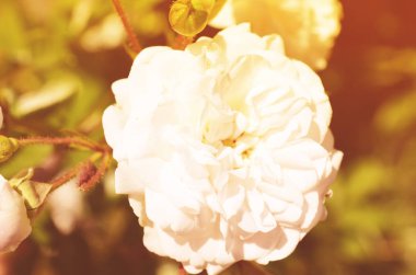 Renkli zemin. Gül çiçek buketi arka plan. Tonda çiçek kompozisyon