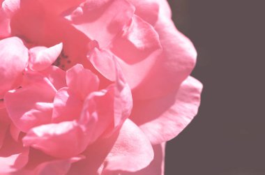 Renkli zemin. Gül çiçek buketi arka plan. Tonda çiçek kompozisyon