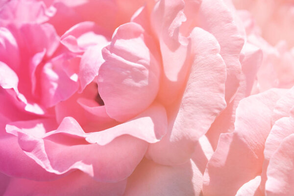 Красочный фон. Розовый букет фон. Цветочная композиция
