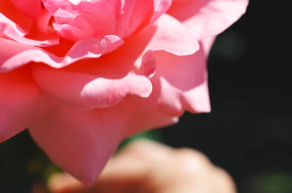 Fondo Colorido Ramo Flores Rosa Fondo Composición Floral Tonificada — Foto de Stock