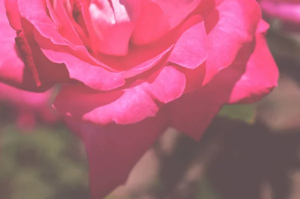 Kleurrijke Achtergrond Roze Bloem Boeket Achtergrond Floral Samenstelling Toned — Stockfoto