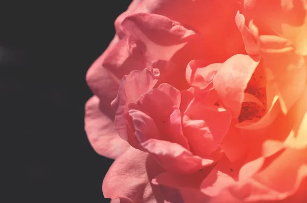 Renkli zemin. Gül çiçek buketi arka plan. Tonda çiçek kompozisyon