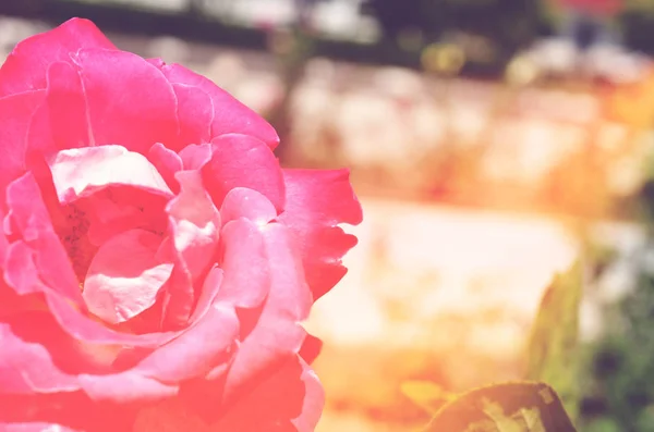 Kleurrijke Achtergrond Roze Bloem Boeket Achtergrond Floral Samenstelling Toned — Stockfoto